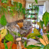 'Plant Daddy' Known For Indoor Jungle With Over 300 Indoor Plants
