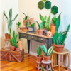 'Plant Daddy' Known For Indoor Jungle With Over 300 Indoor Plants