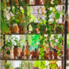 'Plant Daddy' Known For Indoor Jungle With Over 300 Indoor Plants