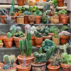 'Plant Daddy' Known For Indoor Jungle With Over 300 Indoor Plants