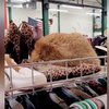 Vintage Fur Hat Is Far More Interesting Than It Seems - It Meows