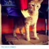 Vintage Fur Hat Is Far More Interesting Than It Seems - It Meows