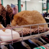 Vintage Fur Hat Is Far More Interesting Than It Seems - It Meows