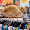 Vintage Fur Hat Is Far More Interesting Than It Seems - It Meows