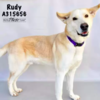 Sweet Shelter Dog Still Waiting For Forever Home