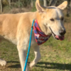 Sweet Shelter Dog Still Waiting For Forever Home