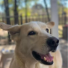 Sweet Shelter Dog Still Waiting For Forever Home