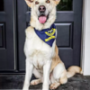Sweet Shelter Dog Still Waiting For Forever Home