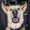 Sweet Shelter Dog Still Waiting For Forever Home