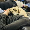 Devoted Pet Owners Sheltering With Beloved Pets In Ukraine Metro
