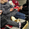 Devoted Pet Owners Sheltering With Beloved Pets In Ukraine Metro
