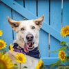 Sweet Shelter Dog Still Waiting For Forever Home