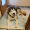 Loyal Dog Protected Injured Dad From The Cold Weather On Top Of Mountain