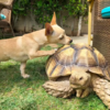 Little Dog Brings Different Kinds Of Sticks To His Best Friends All Day Long