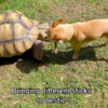 Little Dog Brings Different Kinds Of Sticks To His Best Friends All Day Long