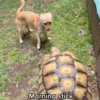 Little Dog Brings Different Kinds Of Sticks To His Best Friends All Day Long