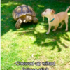 Little Dog Brings Different Kinds Of Sticks To His Best Friends All Day Long