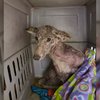 DNA Test Reveals Identity Of Mystery Animal Found Outside Woman’s Door
