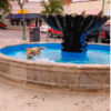Sweet Dog Living His Very Best Life And Enjoying The Smaller Things In Life