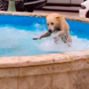 Sweet Dog Living His Very Best Life And Enjoying The Smaller Things In Life