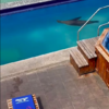 Wendy The Sea Lion Invades Vacation And Decided To Get Comfy On One Man’s Sunbed