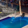 Wendy The Sea Lion Invades Vacation And Decided To Get Comfy On One Man’s Sunbed