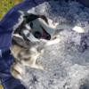 Dog Obsessed With Rain Hilariously Argues With Mom To Let Him Out