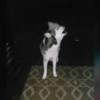 Dog Obsessed With Rain Hilariously Argues With Mom To Let Him Out