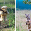 Orphaned Baby Kangaroo Goes Everywhere With His Companion Teddy Bear