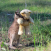 Orphaned Baby Kangaroo Goes Everywhere With His Companion Teddy Bear