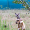 Orphaned Baby Kangaroo Goes Everywhere With His Companion Teddy Bear