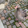 Mom Rushes Out While Breastfeeding To Save Beloved Goose From Eagle Attack