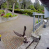 Mom Rushes Out While Breastfeeding To Save Beloved Goose From Eagle Attack