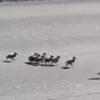 Mama Duck And Her Babies Escorted Safely Across Busy Road By Kind Officer