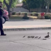Mama Duck And Her Babies Escorted Safely Across Busy Road By Kind Officer