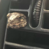 Frog Hitchhikes On Car Mirror And Quickly Gets Invited To Ride Inside
