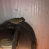 Frog Hitchhikes On Car Mirror And Quickly Gets Invited To Ride Inside