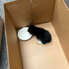 Teachers Discovers Cutest Source Of The Strange Sound In The Ceiling