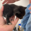 Teachers Discovers Cutest Source Of The Strange Sound In The Ceiling