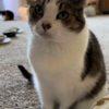 Cat Obsessed With Cartoons Asks Mom Every Morning To Watch Them