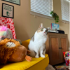 Cat Obsessed With Cartoons Asks Mom Every Morning To Watch Them
