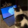 Cat Obsessed With Cartoons Asks Mom Every Morning To Watch Them