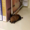 Adorable Little Animal Takes Nap While Curled Up With Books