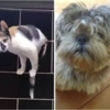 Cat Convinced That Mom Brought Wrong Dog Home From Groomers