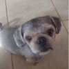 Cat Convinced That Mom Brought Wrong Dog Home From Groomers