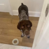 Dog Brings Mom Random Gifts To Get Her Out Of The Shower