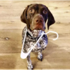 Dog Brings Mom Random Gifts To Get Her Out Of The Shower