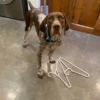 Dog Brings Mom Random Gifts To Get Her Out Of The Shower