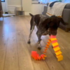 Dog Brings Mom Random Gifts To Get Her Out Of The Shower