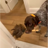 Dog Brings Mom Random Gifts To Get Her Out Of The Shower